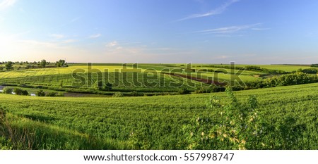 Green wheat fields at sunset with blue cloudless sky