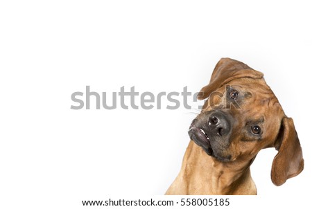 Dog portrait for copy space and banner use. The dog breed is Rhodesian dog. The dog is tilting it's head funny. Royalty-Free Stock Photo #558005185