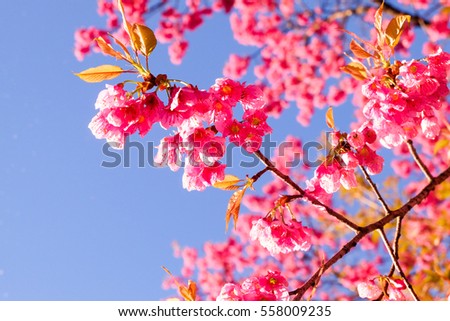 Sakura flower blooming with blue sky.