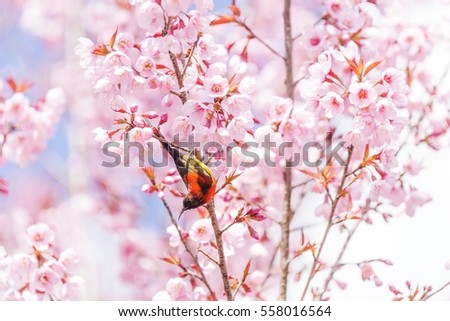 action of red bird with flowers
