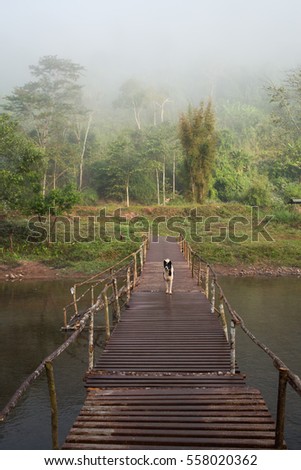 Dog is walking on rusty iron bridge, Countryside, Thailand