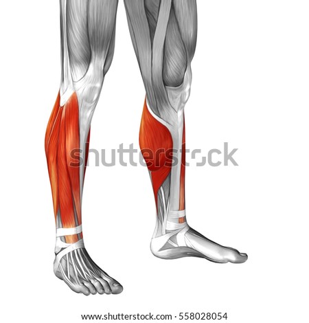 Concept conceptual 3D illustration human lower leg anatomy or anatomical and muscle isolated on white background metaphor to body, tendon, fit, foot, strong, biological, gym, fitness, health medical
