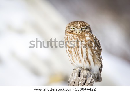 winter and owl
Little Owl / Athene noctua