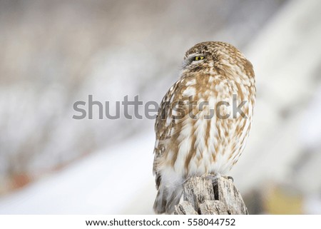 winter and owl
Little Owl / Athene noctua