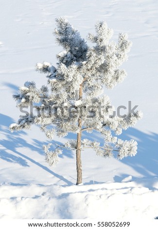Spruce in the snow frost winter