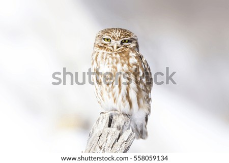 little owl, snow and winter
Little Owl / Athene noctua