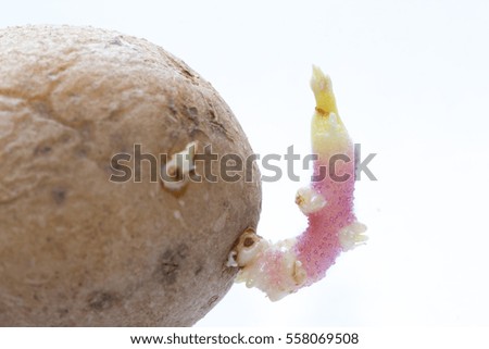 sprout sprouting potato tuber spring. macro, shallow depth of field