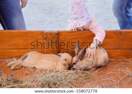 Little girl stroking brown rabbits, contact zoo, Chelyabinsk, Russia