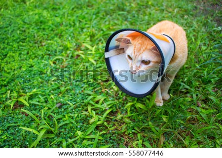 Sick cat in protective collar on green grass. Injured cat photo. Veterinary post-operation care for domestic animal. Protection cover on pet head. Depressed kitten in medical collar. Vet clinic visit