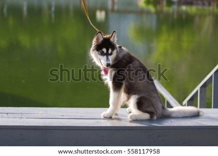 Husky dog sit near river