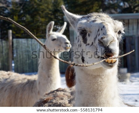 The llama (Lama glama) is a South American camelid, widely used as a meat and pack animal by Andean cultures since pre-Hispanic times.