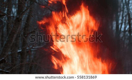 Fire flames forest close-up
