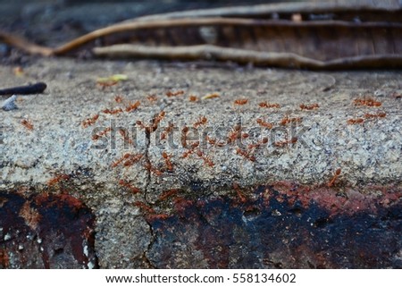 group of fire ants on stone