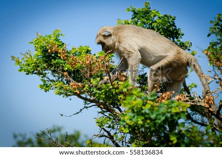 A brown monkey in the park of Thailand.