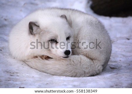 Arctic fox (Vulpes lagopus), also known as the white, polar or snow fox, is a small fox native to the Arctic regions of the Northern Hemisphere and common throughout the Arctic tundra biome Royalty-Free Stock Photo #558138349