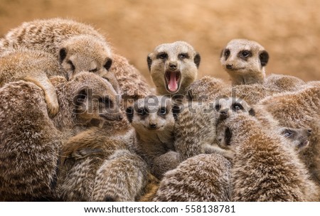 Meerkats  