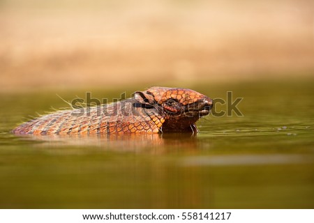 Wild armadillo swimming in the water