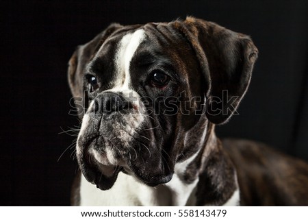 Portrait of an adorable boxer dog, studio shot, isolated on black background, looking to the side, profile photo