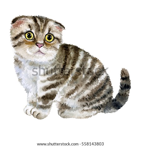 Watercolor close up portrait of popular cute British fold shorthair breed kitten isolated on white background. Loop-eared striped colouration highland. Hand drawn pet. Greeting card design. Clip art
