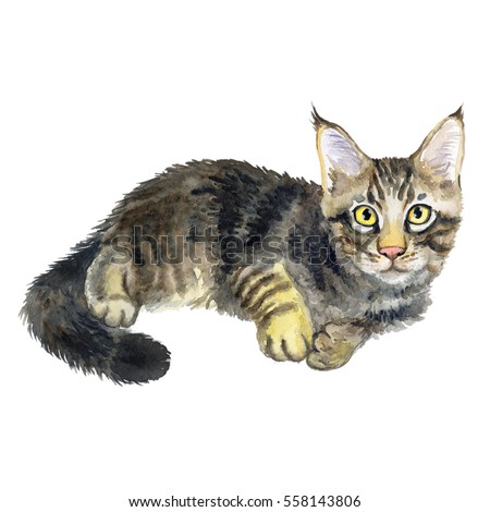 Watercolor close up portrait of cute american longhair Maine Coon breed kitten isolated on white background. Black turtle coloration. Hand drawn home pet Greeting birthday card design clip art