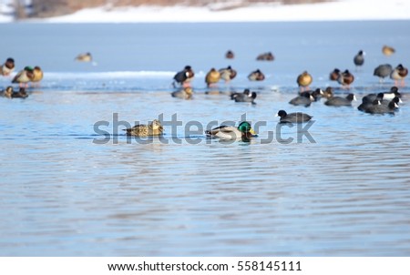 Water birds on the lake in winter 