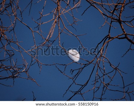 moon behind branches 