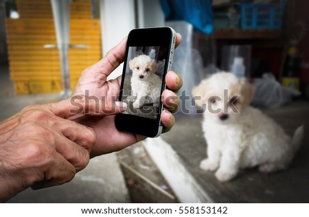Man hand holding and using mobile,cell phone,smart phone photography and a puppy on concrete floor with blurred puppy on concrete floor.