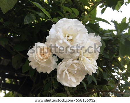 Beautiful white rose with green leaf