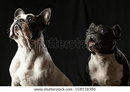 Two french bulldogs hungry starving salivating for food, looking up, isolated on black background, studio shot, horizontal perspective