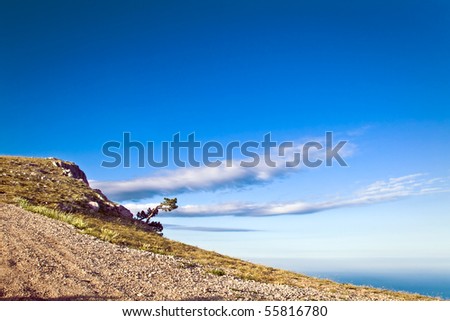Crimea pine-tree on mountain over sea coast