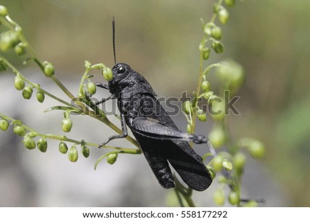 Big black grasshopper sitting on a branch