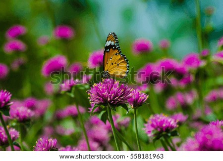 butterfly on pink flowers