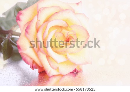Yellow rose with a red border on petals on a white background