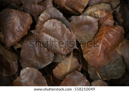 Vintage color tone of fallen autumn leaves for background. Christmas leaves. vignette picture