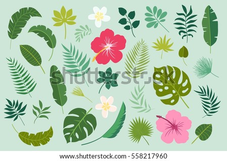 Vector set of tropical leaves. Palm, banana leaf, hibiscus, plumeria flowers. 