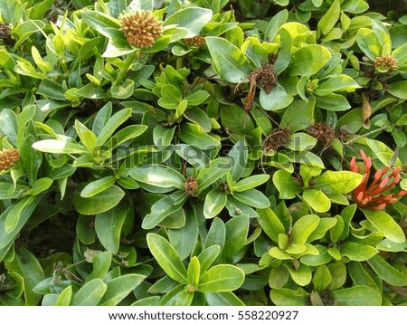 close up to bush of green leaves and their withered flowers and blooming flower with sunshine on the top left side of this picture.