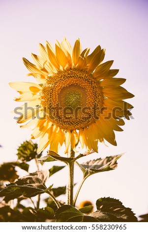Vintage photo of sunflower in the field at sunset. Sunflower and beautiful blue sky with the vintage retro picture style.