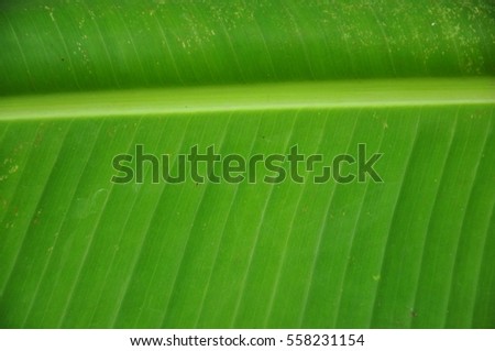 banana Leaf in detail texture