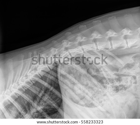 X-ray of thoracic vertebrae of a dog, sideview. Black and white.