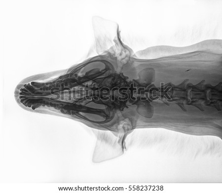 X-ray of the skull of a dog, dorso-ventral view, black and white photo from above
