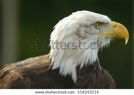eagle beak bird