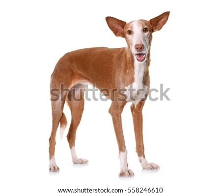 podenco ibicenco in front of white background Royalty-Free Stock Photo #558246610
