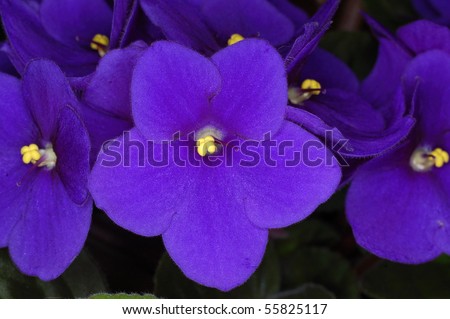 African violet Royalty-Free Stock Photo #55825117