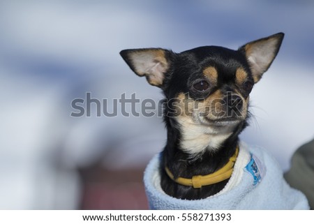 Dog outside in the winter 