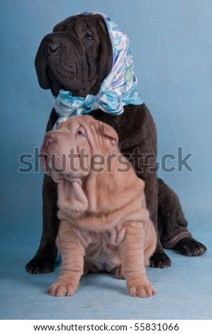 Shar-pei friends funny picture