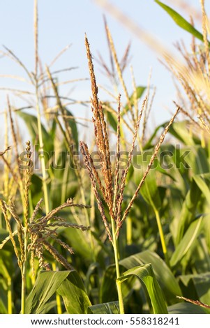   Agricultural field on which grow still green unripe corn. Photo taken closeup in summer. Small depth of field
