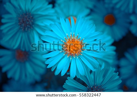 turquoise flower