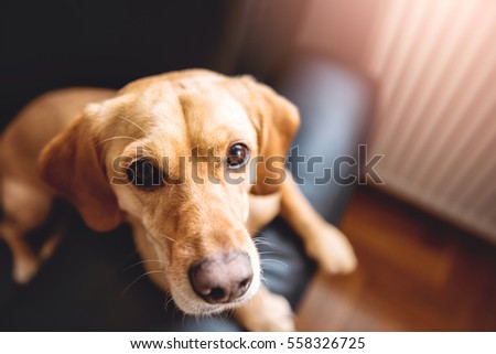 Small yellow dog sitting on black sofa