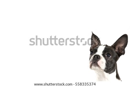 Boston terrier puppy isolated on white for copy space use. Room for text. The puppy is looking up in the middle of the image.