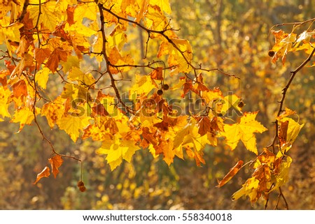 branches with autumn leaves on a sunny day, note shallow depth of field